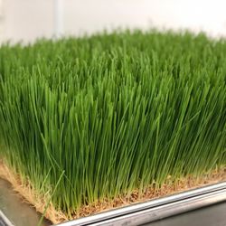 Fresh Healthy Cafe - wheatgrass