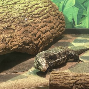Cypress Gardens - Tegu lizard - Parks Near Me - Moncks Corner, South Carolina