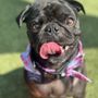 Photo of Paws & Bows Pet Grooming