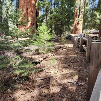 Big Trees Tours - Walking Tours Near Me Big Trees Tours - Walking Tours Near Me