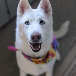 Clean dog Clean dog