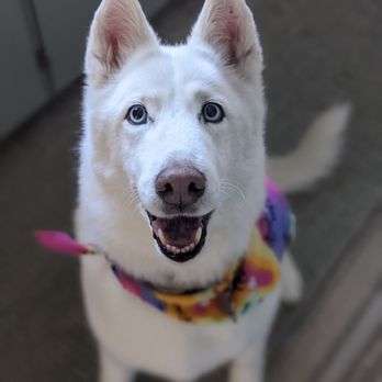 There's No Place Like Home Mobile Pet Spa - Clean dog - Pet Groomers Near Me - Berkeley , California There's No Place Like Home Mobile Pet Spa - Clean dog - Pet Groomers Near Me - Berkeley , California
