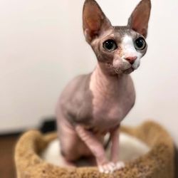 Animal Emergency & Specialty Hospital - One of our patients at the Animal Emergency & Specialty Hospital