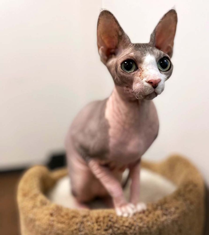 ANIMAL EMERGENCY & SPECIALTY HOSPITAL Updated October 2024 111