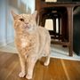 Photo of Mohr Paws to Please Pet Care