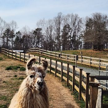Divine Llama Vineyard - Wineries Near Me - East Bend, North Carolina Divine Llama Vineyard - Wineries Near Me - East Bend, North Carolina