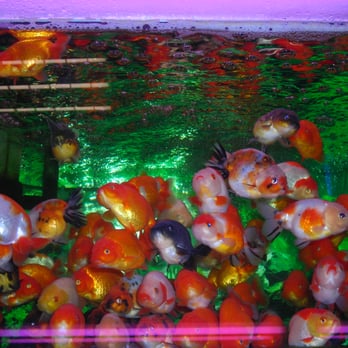 金魚街 - Pet Stores Near Me - Hong Kong, HK