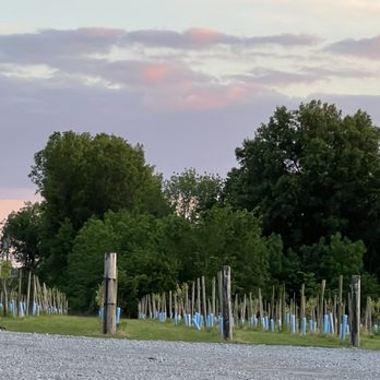 Keltoi Winery - Newly planted grapevines. - Wineries Near Me - Oronogo, Missouri Keltoi Winery - Newly planted grapevines. - Wineries Near Me - Oronogo, Missouri