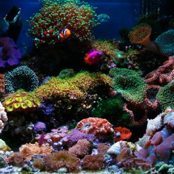Marine Design and Service