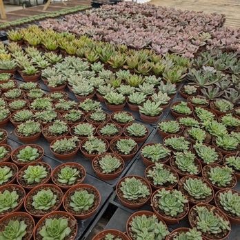 Florida Cactus - Nurseries & Gardening Near Me - Apopka, Florida