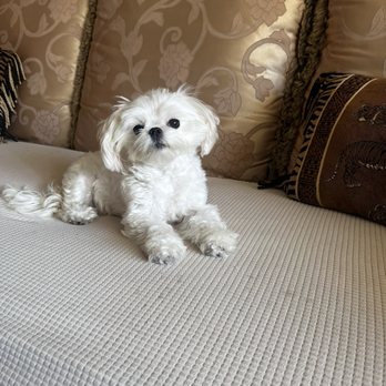 Petco - She's loves all there items - Pet Groomers Near Me - Brentwood, California Petco - She's loves all there items - Pet Groomers Near Me - Brentwood, California