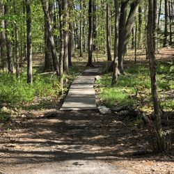 Canco Woods