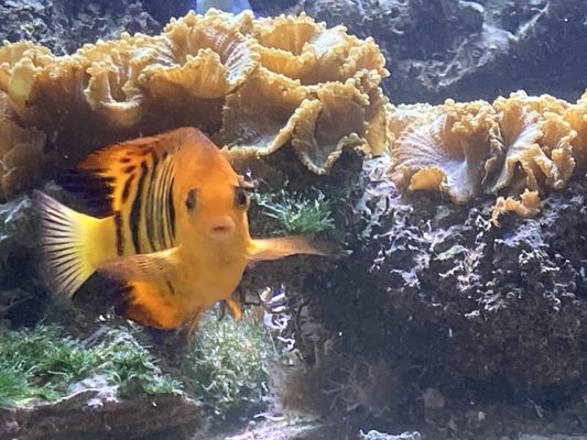 Old Town Aquarium by null