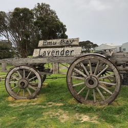 Emu Bay Lavender