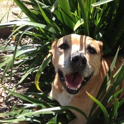 Alameda County Fire Department Station 22 - Tucker rescued by Fire Station 22!!