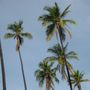Kapuaiwa Coconut Grove