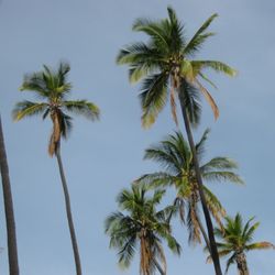 Kapuaiwa Coconut Grove