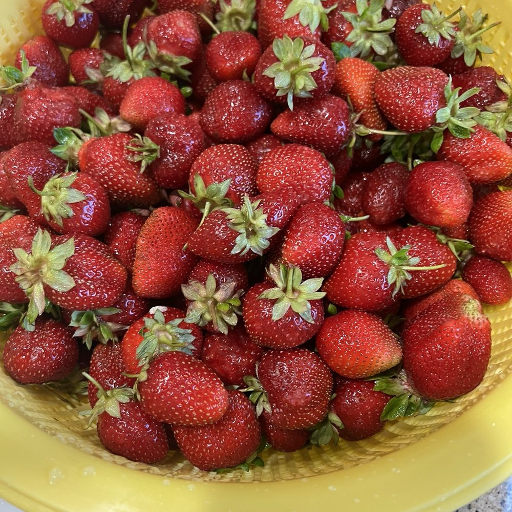 Ah-May U-Pick - More than 6lbs of sweet strawberries - Pick Your Own Farms Near Me - Brentwood, California Ah-May U-Pick - More than 6lbs of sweet strawberries - Pick Your Own Farms Near Me - Brentwood, California