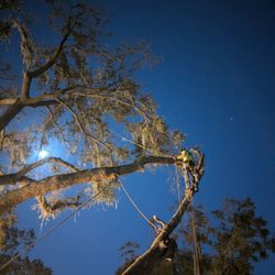 Pikesville Tree Service