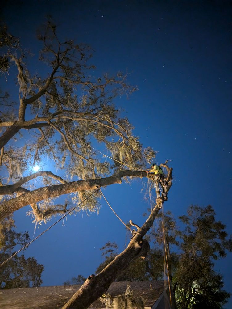 Pikesville Tree Service - tree service in Baltimore, MD