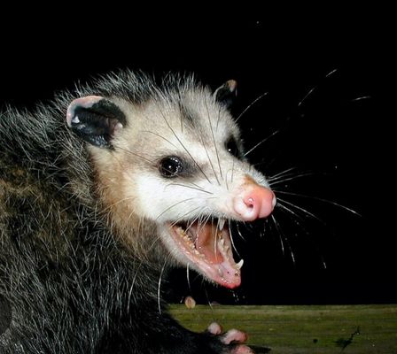 Wildlife Control - We specialize in all of your animal control needs! We're a licensed wildlife control experts!