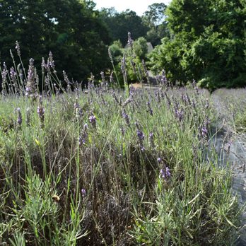 Pleasant Valley Lavender - Pick Your Own Farms Near Me - Morganville, New Jersey Pleasant Valley Lavender - Pick Your Own Farms Near Me - Morganville, New Jersey