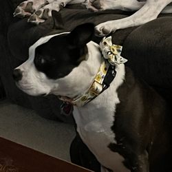 Overland Park Veterinary Center