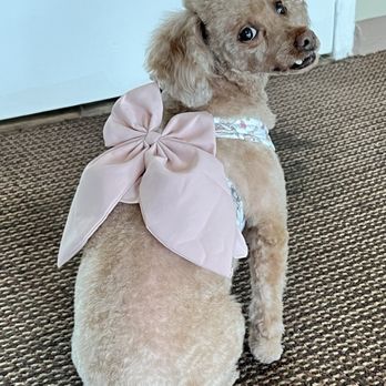 Grooming By Galdy - Pet Groomers Near Me - Chicago, Illinois Grooming By Galdy - Pet Groomers Near Me - Chicago, Illinois