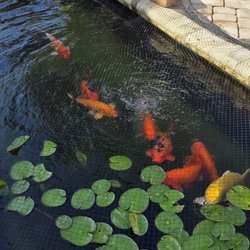 Windemere Inn by the Sea - The koi say hi every time you walk by :)