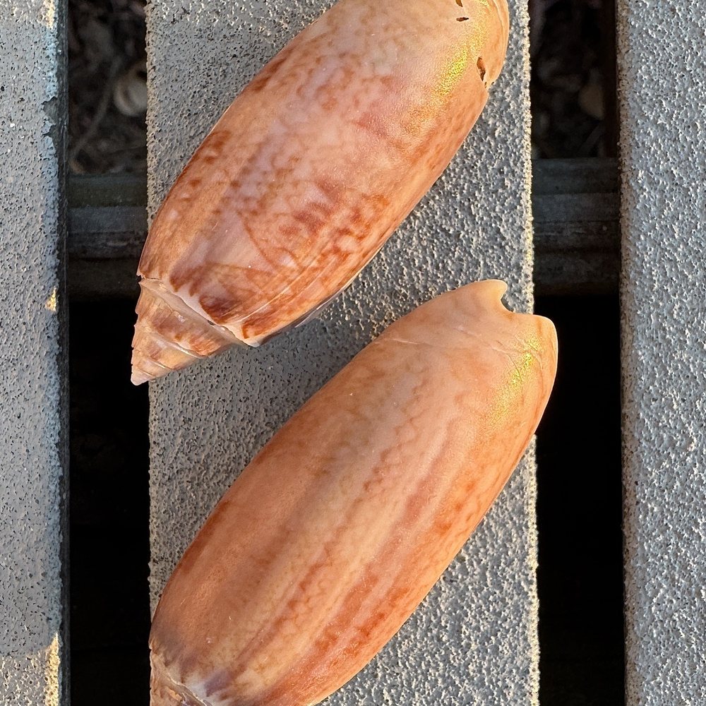 Tiki Tours - Bright, beautiful shells! - Boat Tours Near Me - Port Aransas, Texas Tiki Tours - Bright, beautiful shells! - Boat Tours Near Me - Port Aransas, Texas
