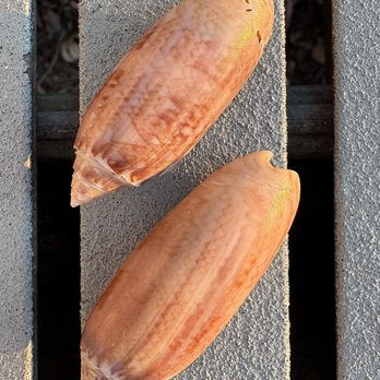 Tiki Tours - Bright, beautiful shells! - Boat Tours Near Me - Port Aransas, Texas Tiki Tours - Bright, beautiful shells! - Boat Tours Near Me - Port Aransas, Texas