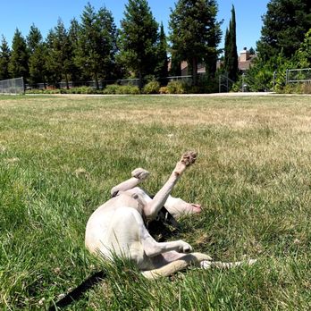 Joybound - Always rolling around - Animal Shelters Near Me - Walnut Creek, California Joybound - Always rolling around - Animal Shelters Near Me - Walnut Creek, California