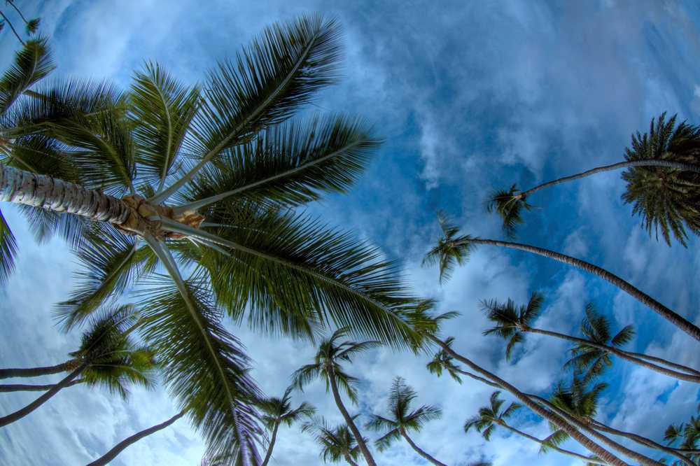 Tree Masters  - tree service in Honolulu, HI