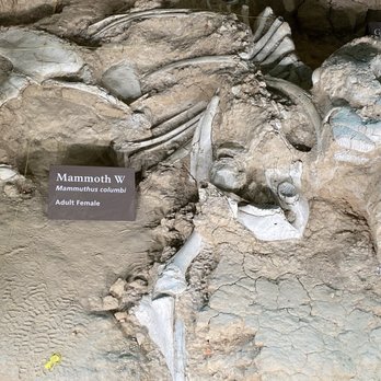 Waco Mammoth National Monument - Museums Near Me - Waco, Texas Waco Mammoth National Monument - Museums Near Me - Waco, Texas