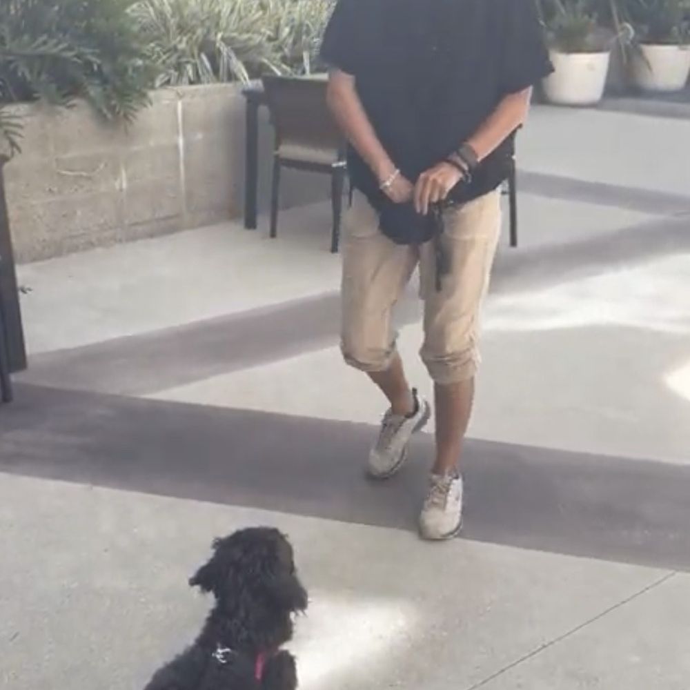 Top Doggy Obedience Training - Pet Training Near Me Top Doggy Obedience Training - Pet Training Near Me