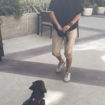 Top Doggy Obedience Training - Pet Training Near Me Top Doggy Obedience Training - Pet Training Near Me