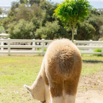 Canzelle Alpacas - Baby alpaca fluffy butt - Farms Near Me - Carpinteria, California Canzelle Alpacas - Baby alpaca fluffy butt - Farms Near Me - Carpinteria, California