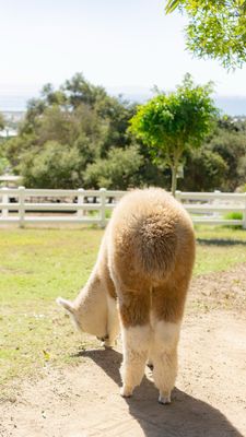 Canzelle Alpacas by null