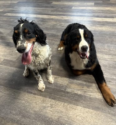 Hearth & Hound by null