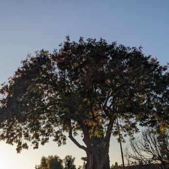Majestic Tree Service - Tree Services Near Me - San Jose, California Majestic Tree Service - Tree Services Near Me - San Jose, California