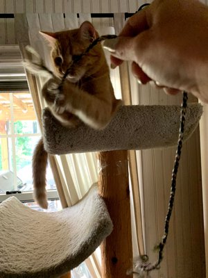 Rosebuds Pet Companion & Care