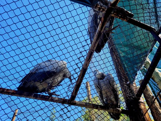 ABQ BioPark Zoo by null