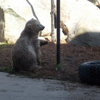 Toronto Zoo - Juno, polar bear cub - Zoos Near Me - Toronto, Ontario Toronto Zoo - Juno, polar bear cub - Zoos Near Me - Toronto, Ontario