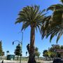 Photo of Guzman Tree Service