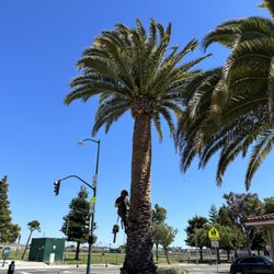 Guzman Tree Service - Trimear y diseñar la Palma