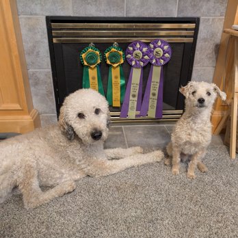 Sunset Hills Dog Training - Agility Titles thanks to Sunset Hills - Pet Training Near Me - Eagle Mountain, Utah Sunset Hills Dog Training - Agility Titles thanks to Sunset Hills - Pet Training Near Me - Eagle Mountain, Utah
