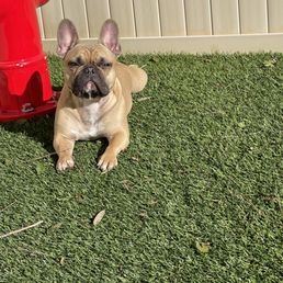 My dog enjoying one of the dog parks My dog enjoying one of the dog parks