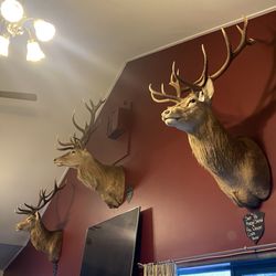 The Hard Antler Bar & Restaurant - Decor...
