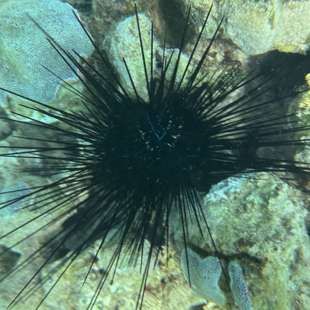Boss Frog's - Snorkeling photos - Tours Near Me - Koloa, Hawaii Boss Frog's - Snorkeling photos - Tours Near Me - Koloa, Hawaii