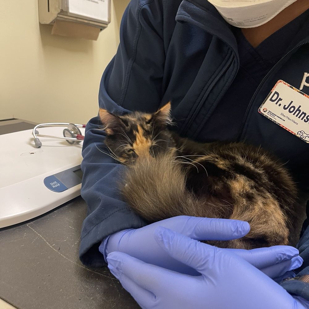 Vetco Total Care - Veterinarians Near Me - San Diego, California Vetco Total Care - Veterinarians Near Me - San Diego, California